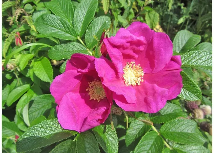 Feriehus Old Printing House Gutenberg Norderney